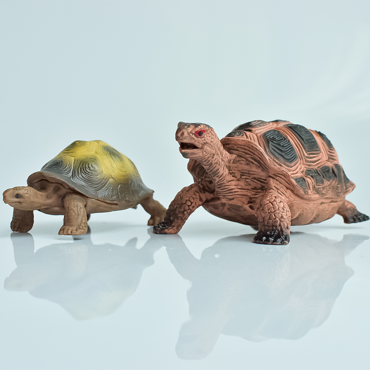 Painted Realistic Animal Turtl - Home Office Word avaliação e preço