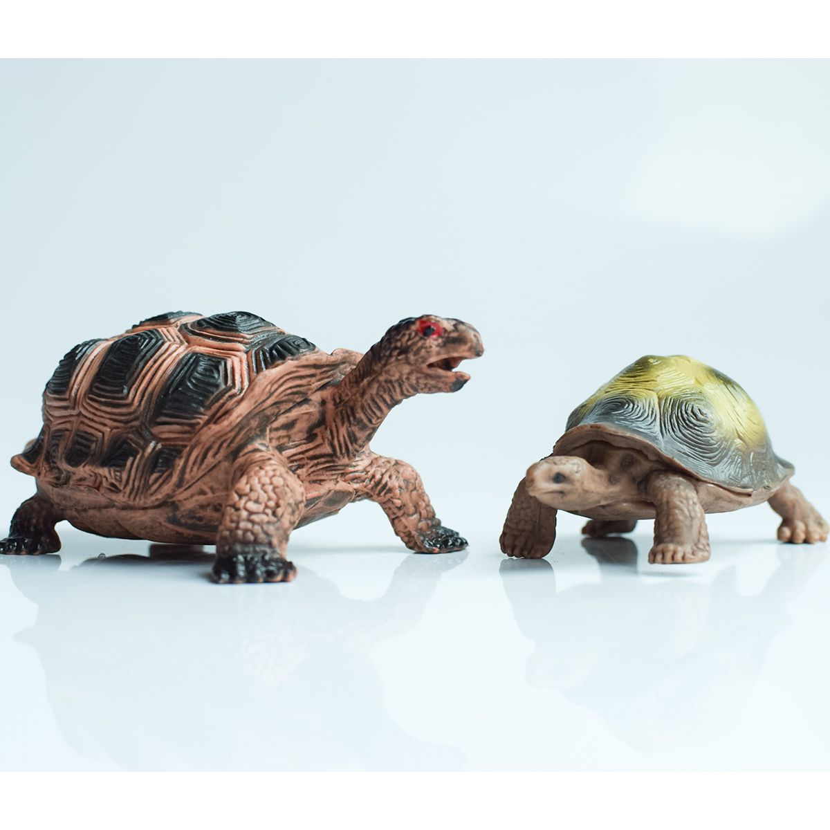 Painted Realistic Animal Turtl - Home Office Word avaliação e preço
